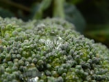 Close-up view of broccoli florets with a focus on the intricate textures and details. Tiny water droplets are visible on the surface, adding a fresh and glistening effect.