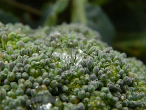 Close-up view of broccoli florets with a focus on the intricate textures and details. Tiny water droplets are visible on the surface, adding a fresh and glistening effect.