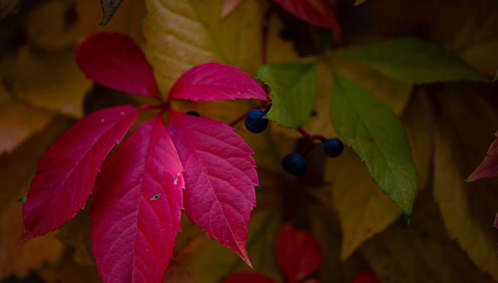 a close up of a red leaf on a tree