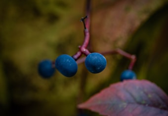 Close-up view of dark blue berries attached to a reddish-brown stem, with a soft-focus background of green and brown tones. The image gives a natural, autumnal feel with some red-tinted leaves visible in the foreground.
