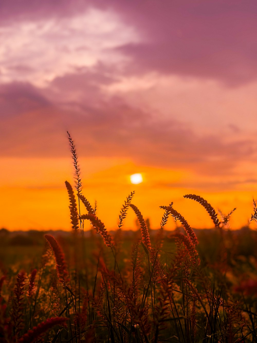 the sun is setting over a field of tall grass