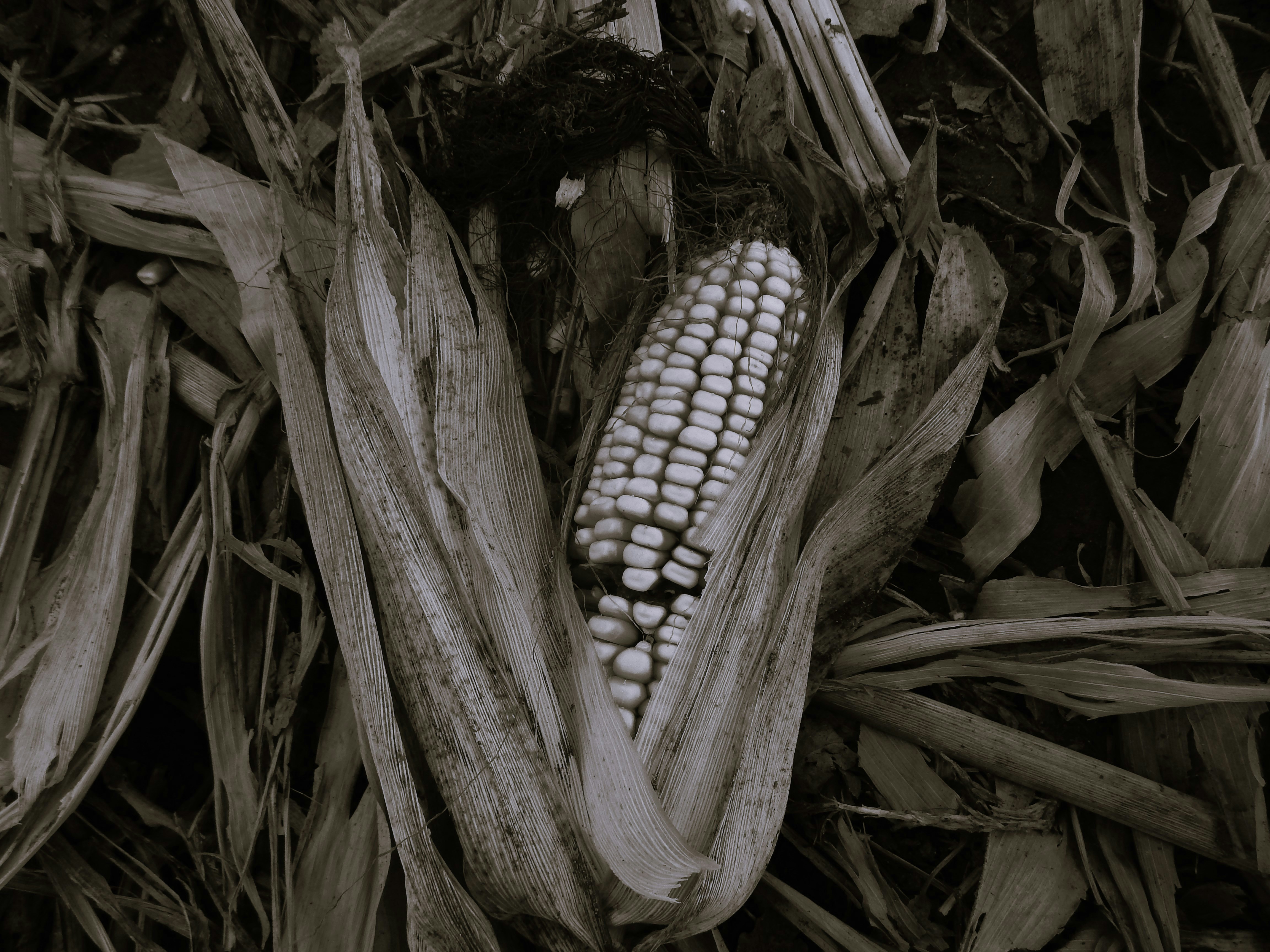 Is the Glyphosate Empire Finally Crumbling?