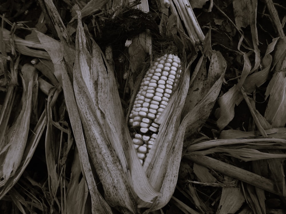 a black and white photo of a corn cob