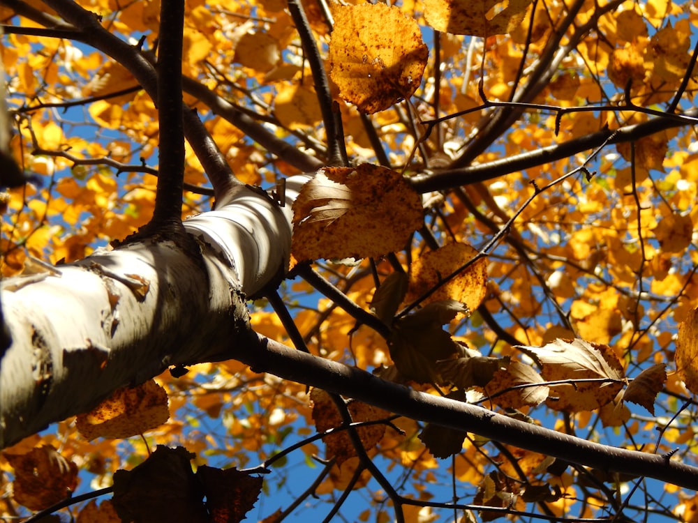 a tree with yellow leaves and blue sky in the background