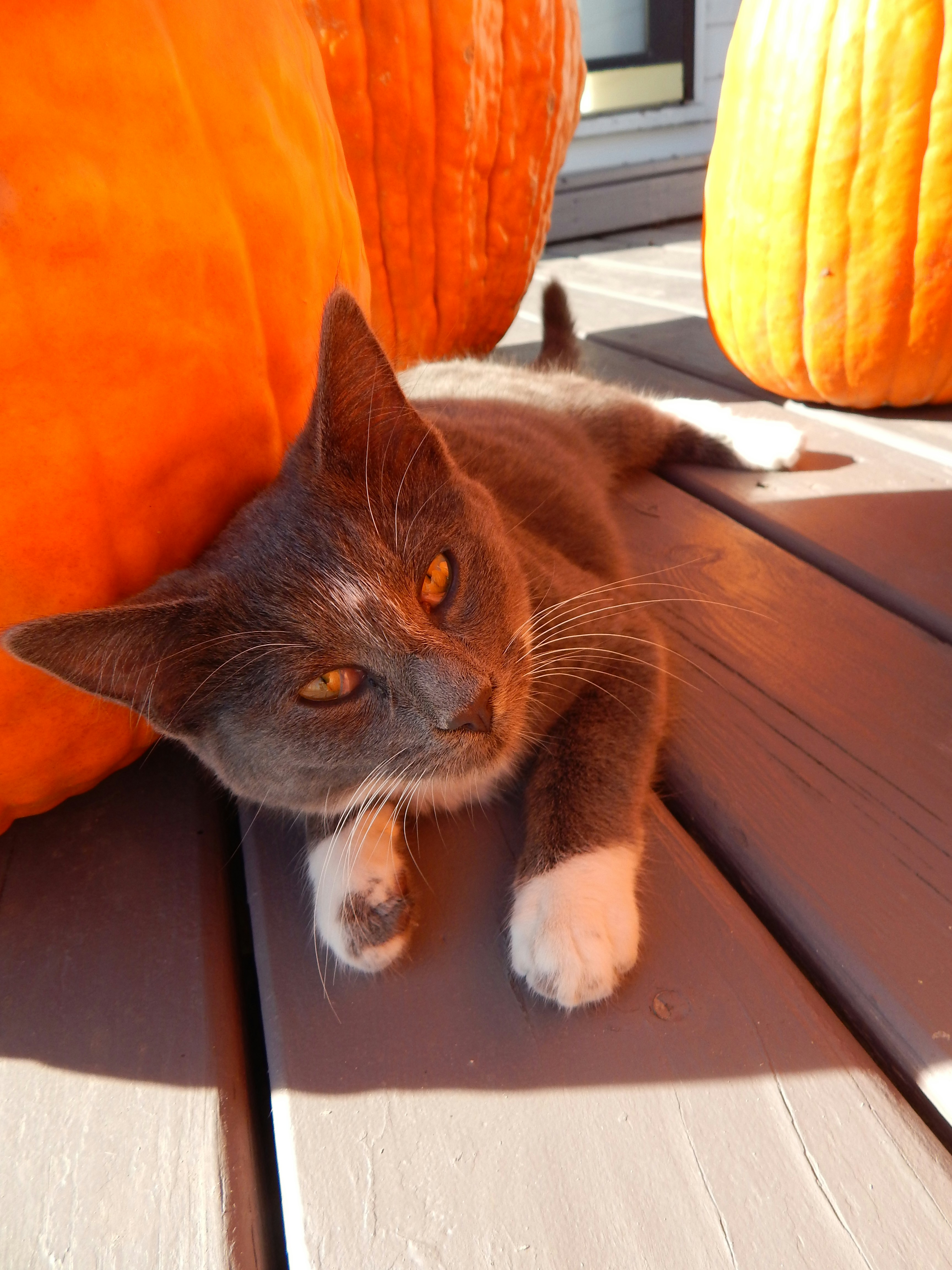 Eine Katze liegt auf einer Holzbank neben Kürbissen