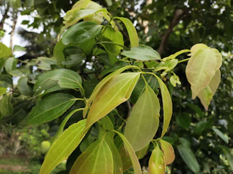Close-up of lush green leaves showing various shades of green, capturing the essence of nature.