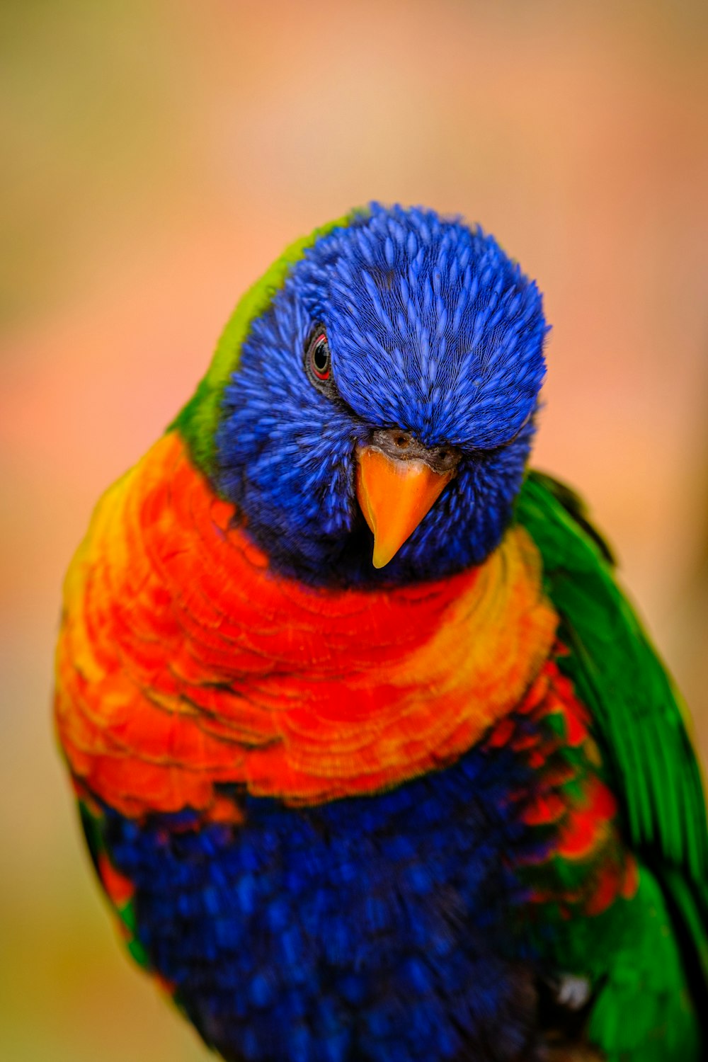나뭇가지 위에 앉아있는 여러 가지 빛깔의 새