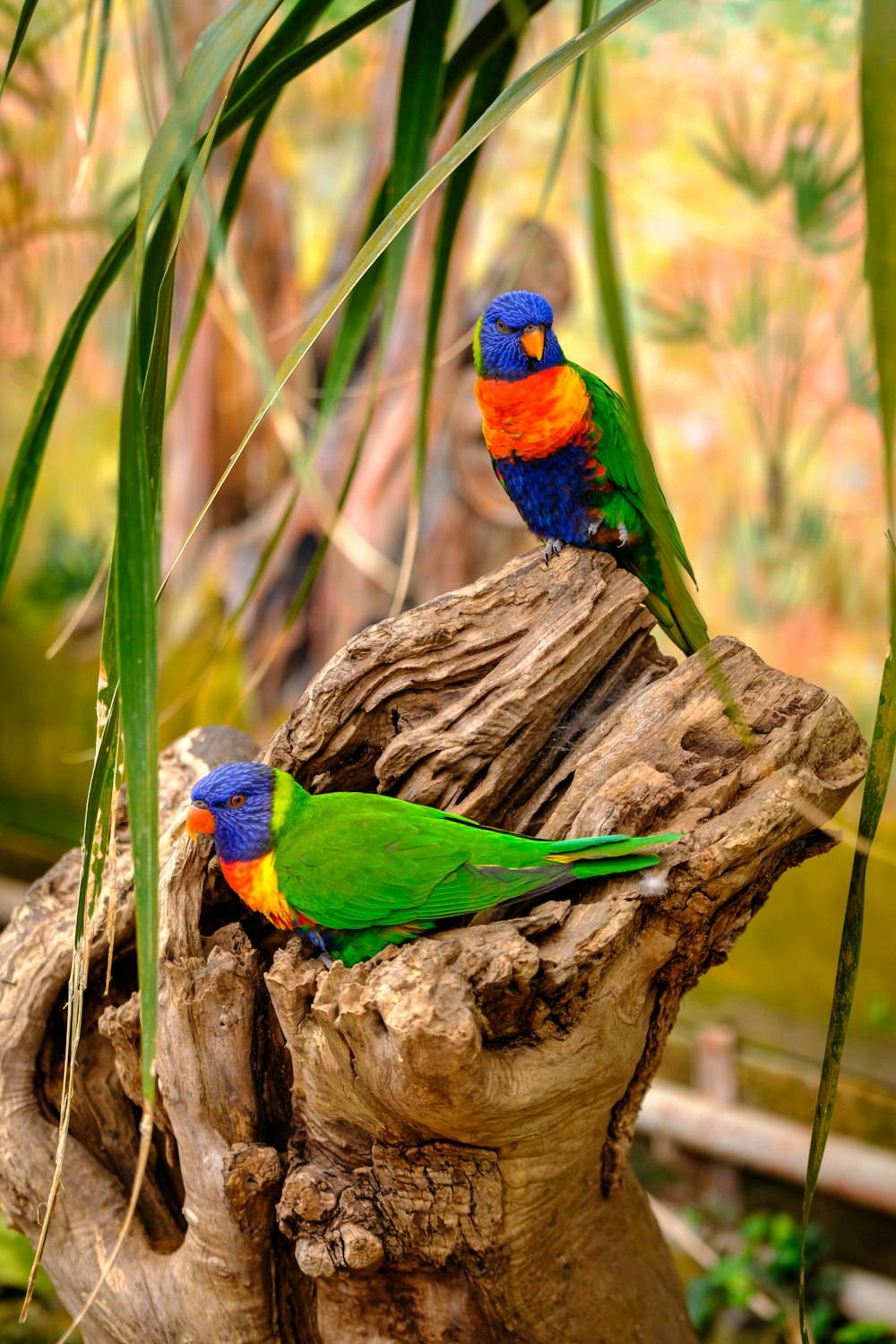 two colorful birds sitting on top of a tree stump