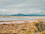 A panoramic view of the Everglades teeming with wildlife.