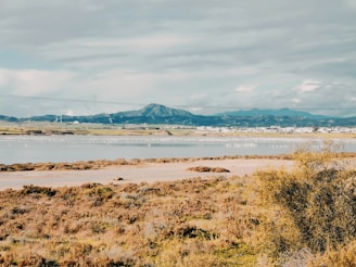 A panoramic view of a restored wetland area with native plants thriving under clear skies.