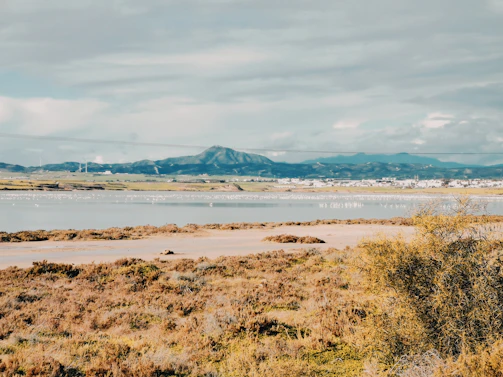 A panoramic view of a restored wetland at sunrise, showcasing habitat renewal efforts.