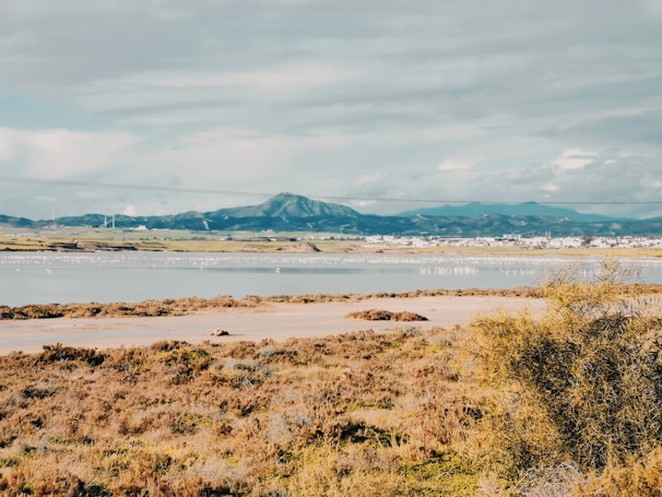 A panoramic view of a restored wetland area with native plants thriving under clear skies.