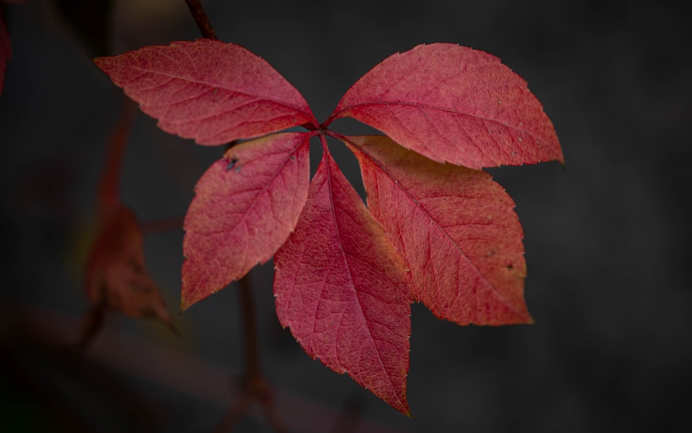 a close up of a red leaf on a tree