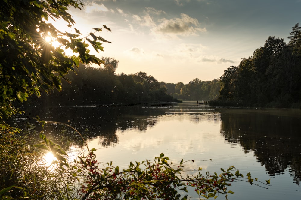 a body of water surrounded by lots of trees