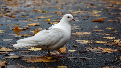 A white pigeon stands on a wet, leaf-strewn pavement. The ground is covered with scattered brown and yellow autumn leaves, providing a colorful contrast against the dark asphalt. The pigeon is facing left, with its eyes alert and feathers well-defined.