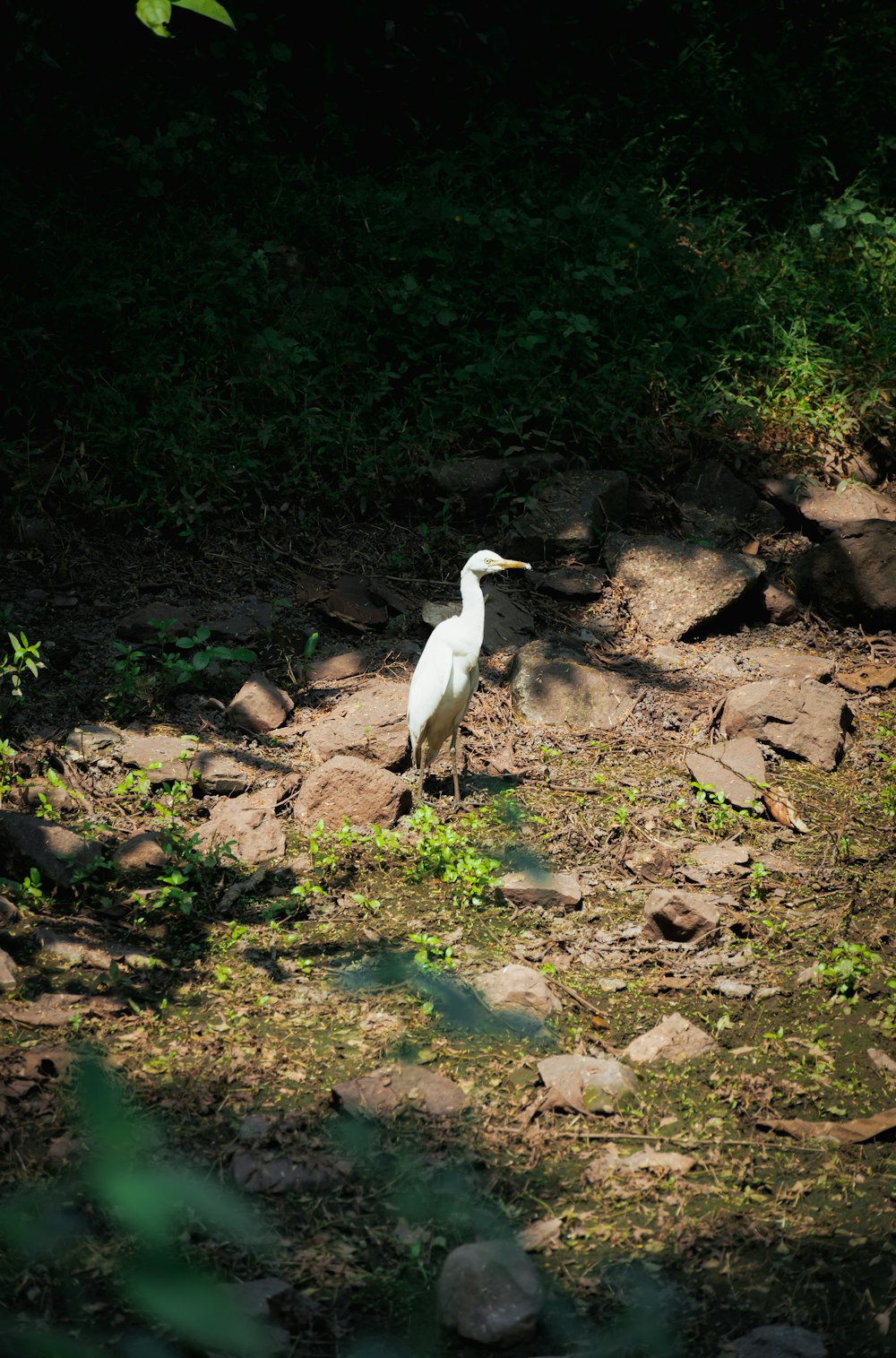 a white bird standing on top of a dirt field