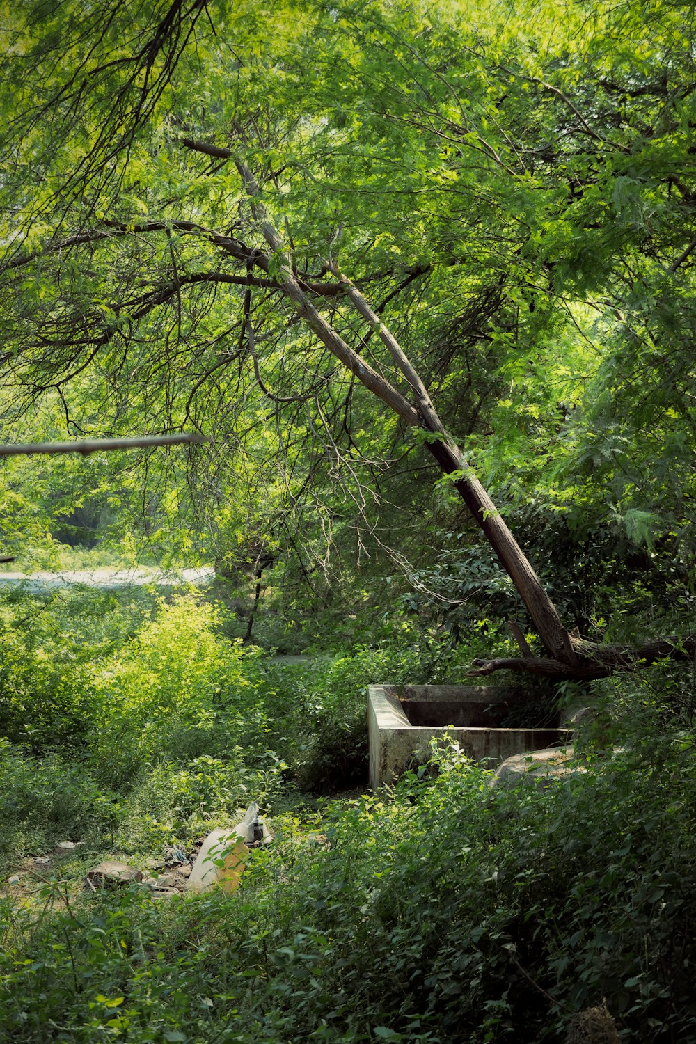 a bench sitting in the middle of a lush green forest