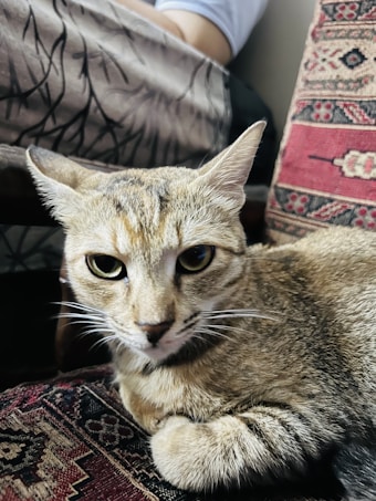 A relaxed tabby cat with striking markings lies comfortably on a patterned, colorful fabric surface. Its ears are perked up and it has an attentive gaze. A blurred portion of a person with part of an arm is visible in the background.