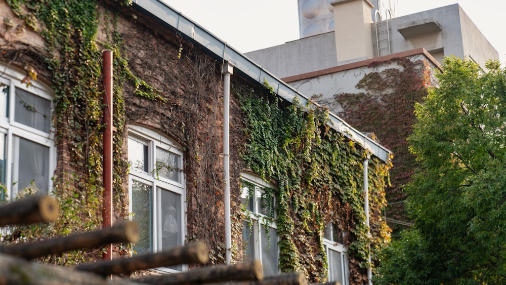 um edifício com vinhas crescendo ao lado dele