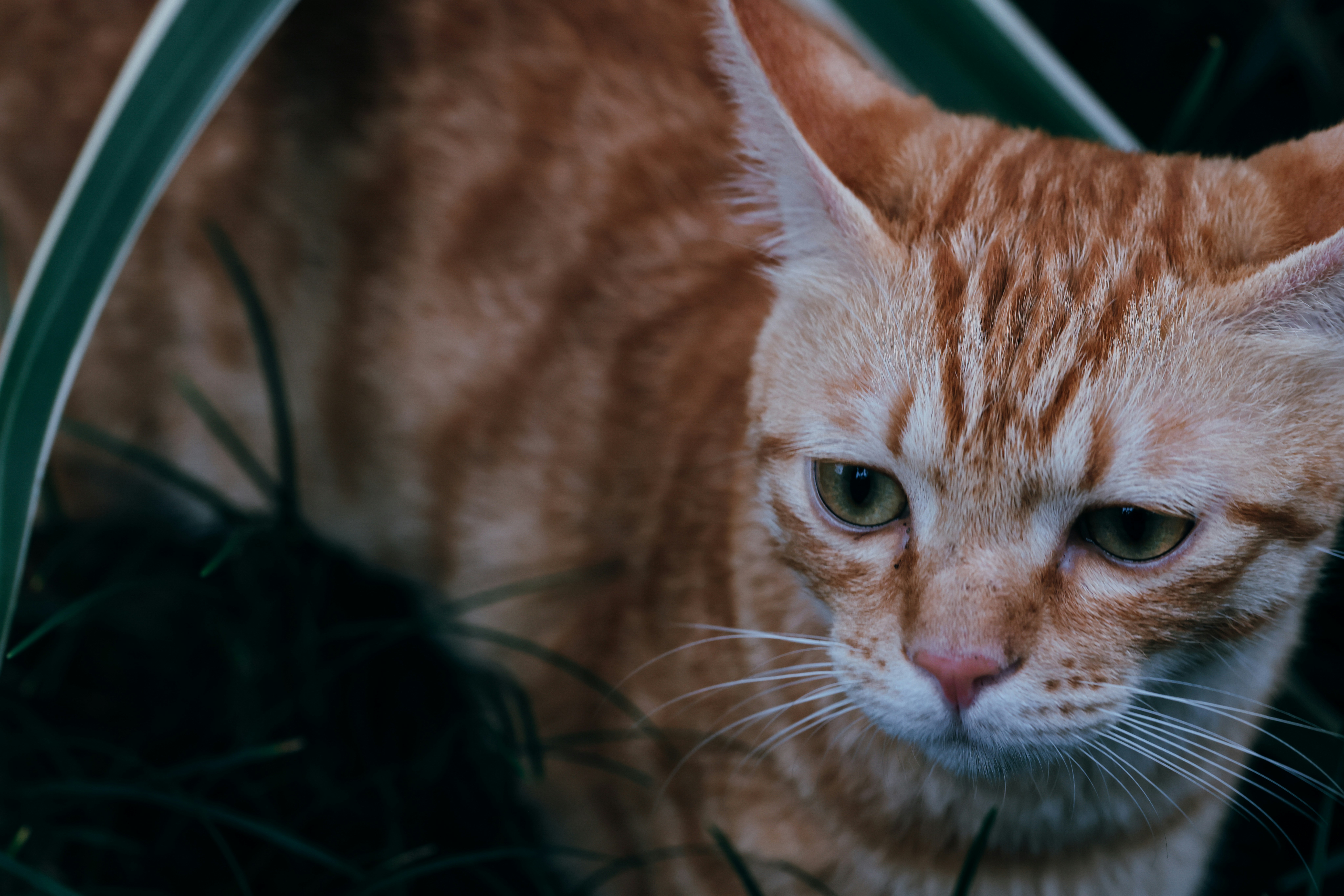 Photo by dickenslin76