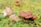 A cluster of brown mushrooms is growing on a grassy surface, with light green and yellow moss surrounding them. One mushroom is prominently displayed with its gills exposed, while others are intact and have smooth caps.