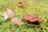 A cluster of brown mushrooms is growing on a grassy surface, with light green and yellow moss surrounding them. One mushroom is prominently displayed with its gills exposed, while others are intact and have smooth caps.