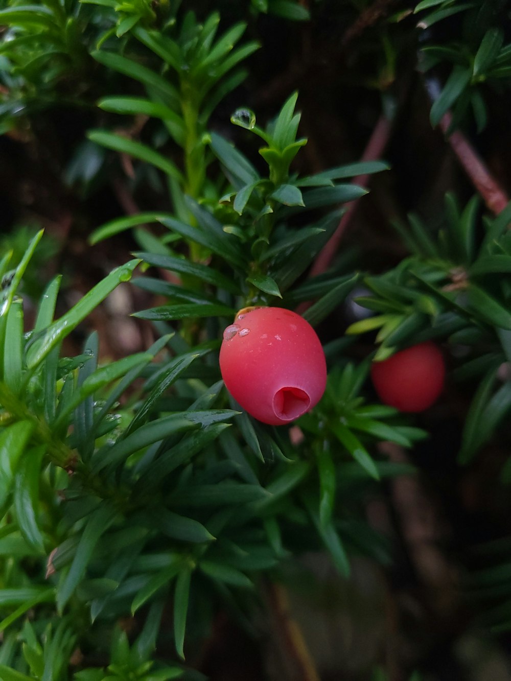 a bush with some red berries on it