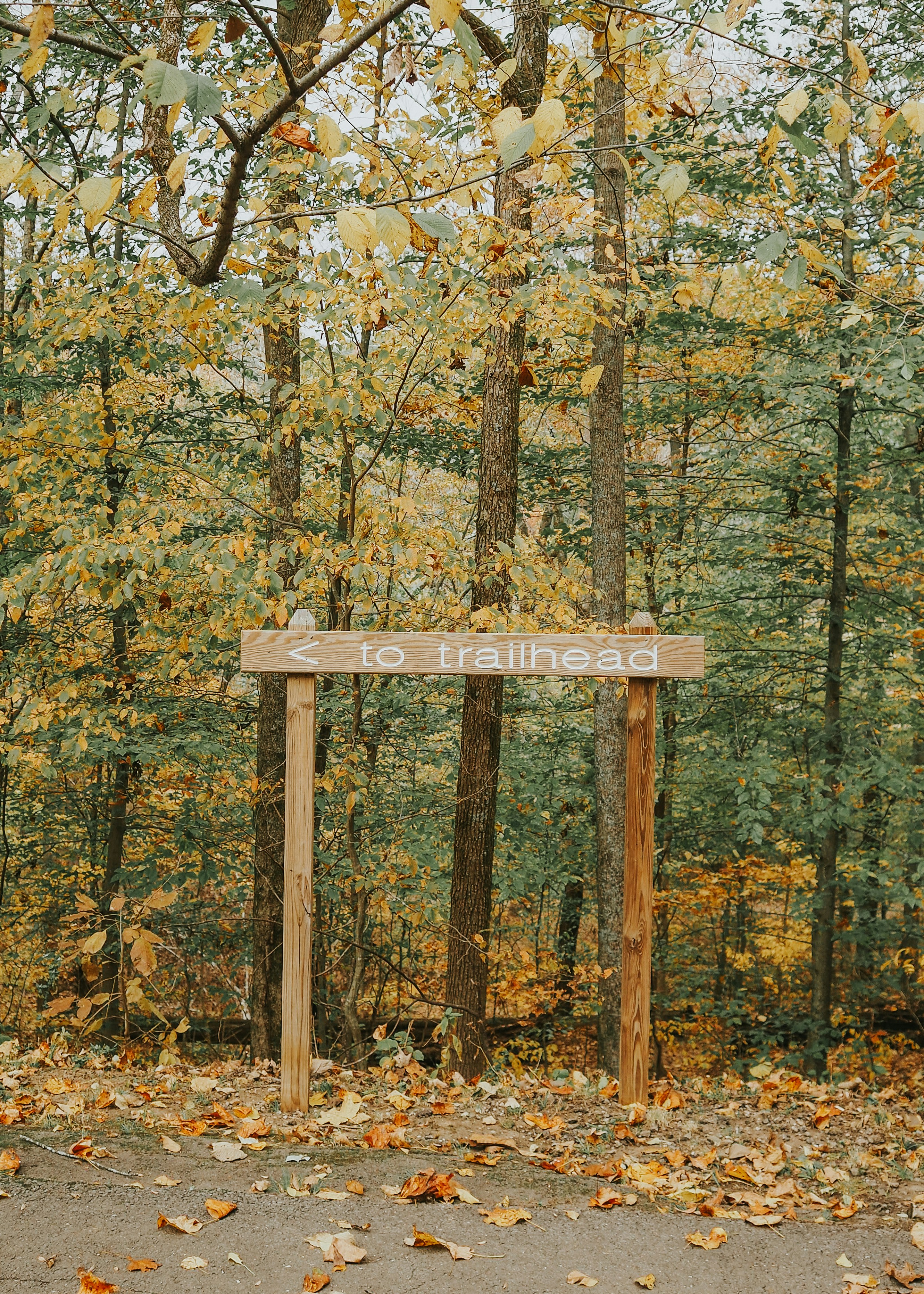 A wooden sign sitting in the middle of a forest photo – Free Land Image ...
