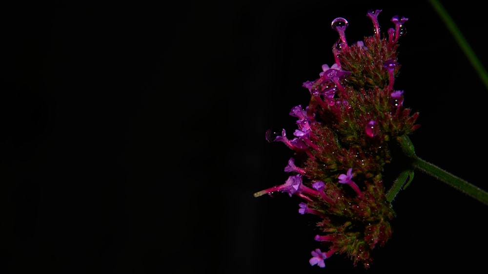 a close up of a purple flower in the dark
