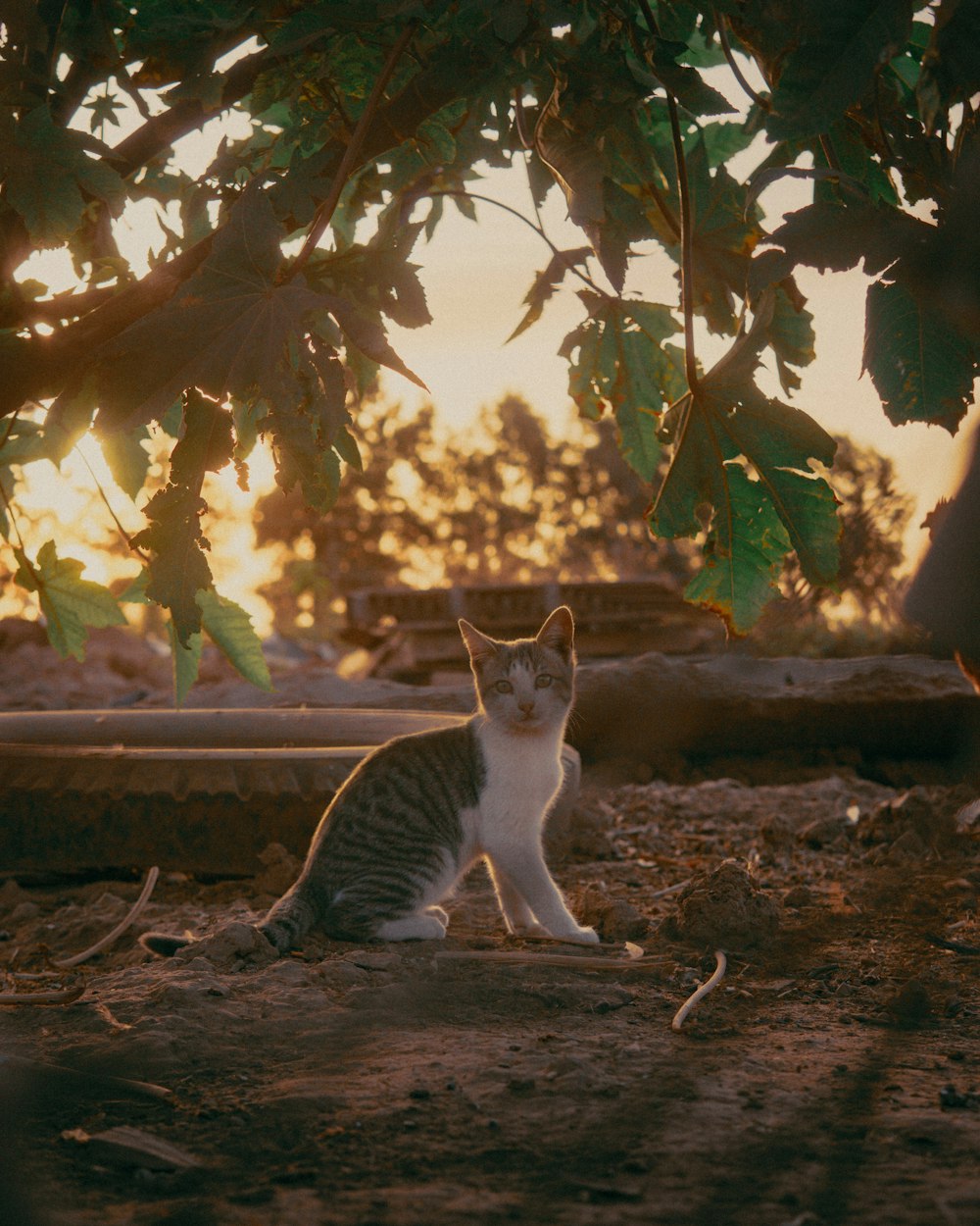 a cat sitting under a tree in the dirt