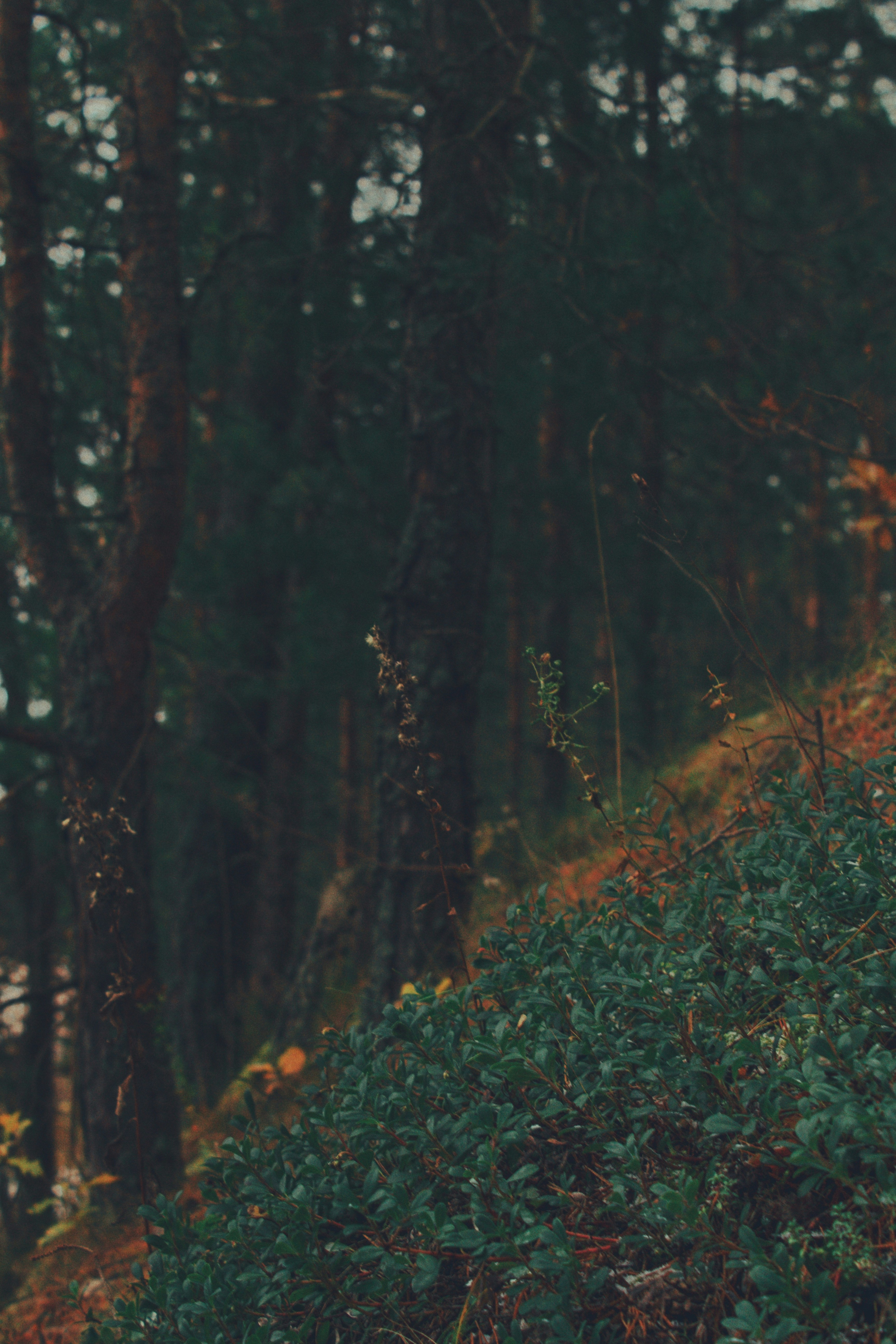 Photo by maximyuryshev