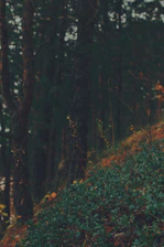 Calm forest landscape with soft morning light filtering through tall trees.
