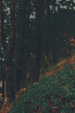 Calm forest landscape with soft morning light filtering through tall trees.