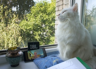 A white fluffy cat sits on a windowsill, gazing outside. Nearby, a smartphone is placed horizontally, displaying a video call with a person. Next to the phone is a small black JBL speaker. There is a decorative pot with moss and a towel underneath the phone and speaker. The background shows green foliage and a building wall.