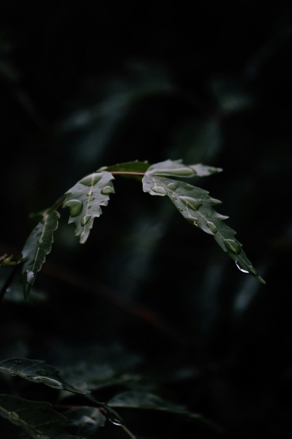 a green leaf on a branch in the dark