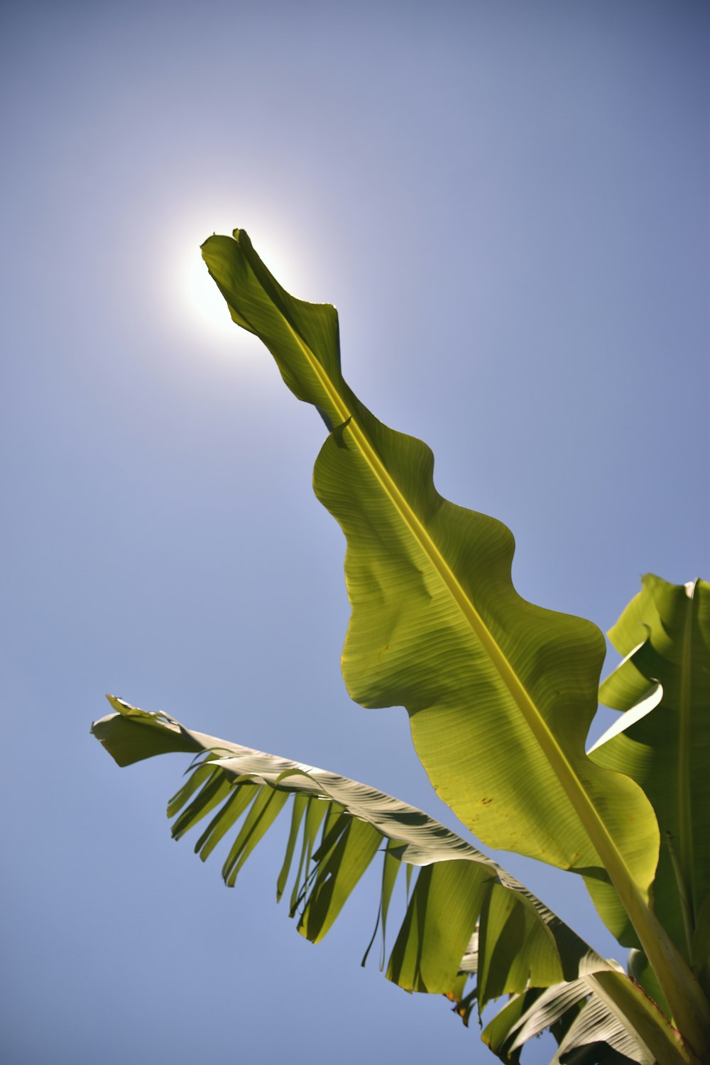 a large green plant with a bright sun in the background