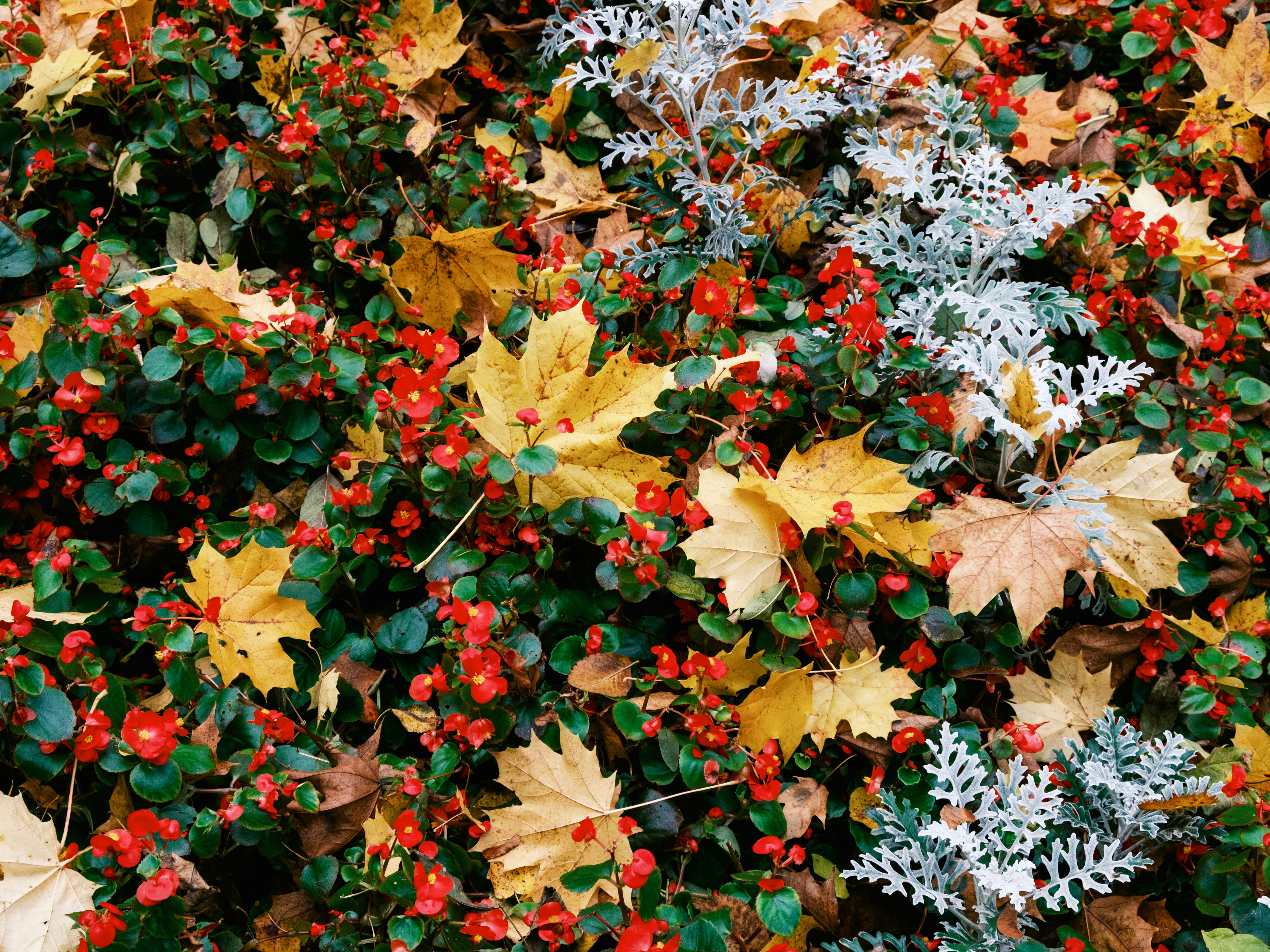 a bunch of leaves that are on the ground