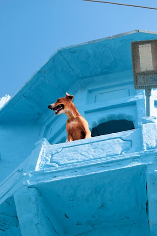 A brown dog stands on a blue-painted balcony of a building with an arched architectural design. The sky is clear and also blue, and there is a streetlight on the right side.