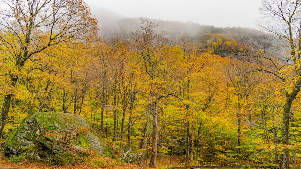 a forest filled with lots of trees covered in fall foliage