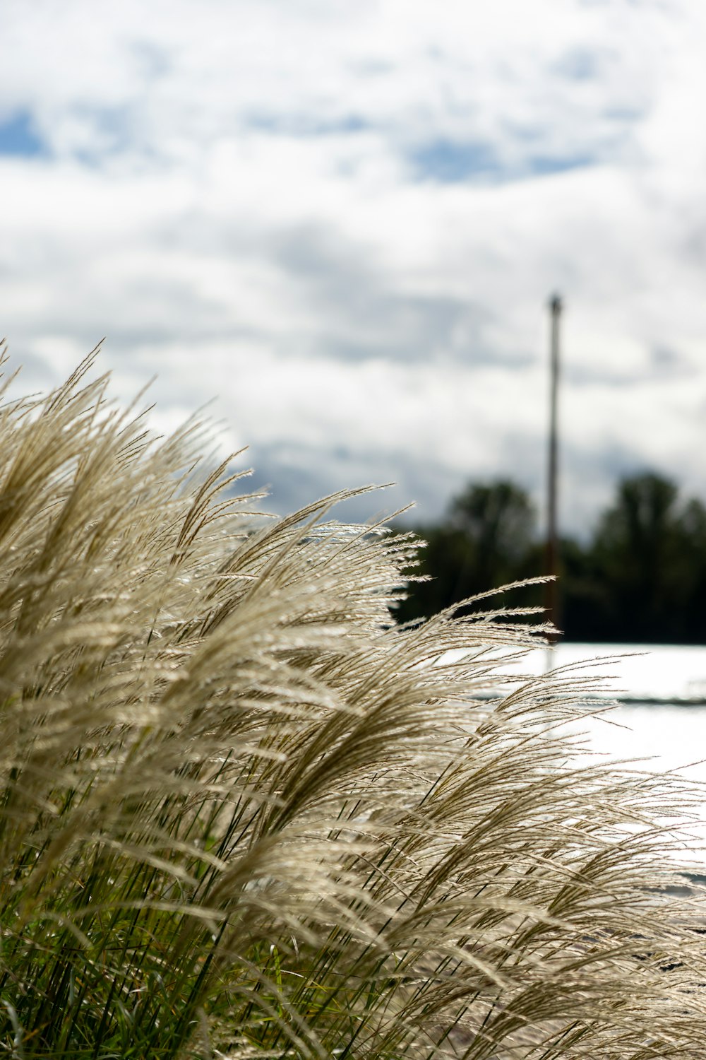 a bunch of tall grass sitting next to a parking meter