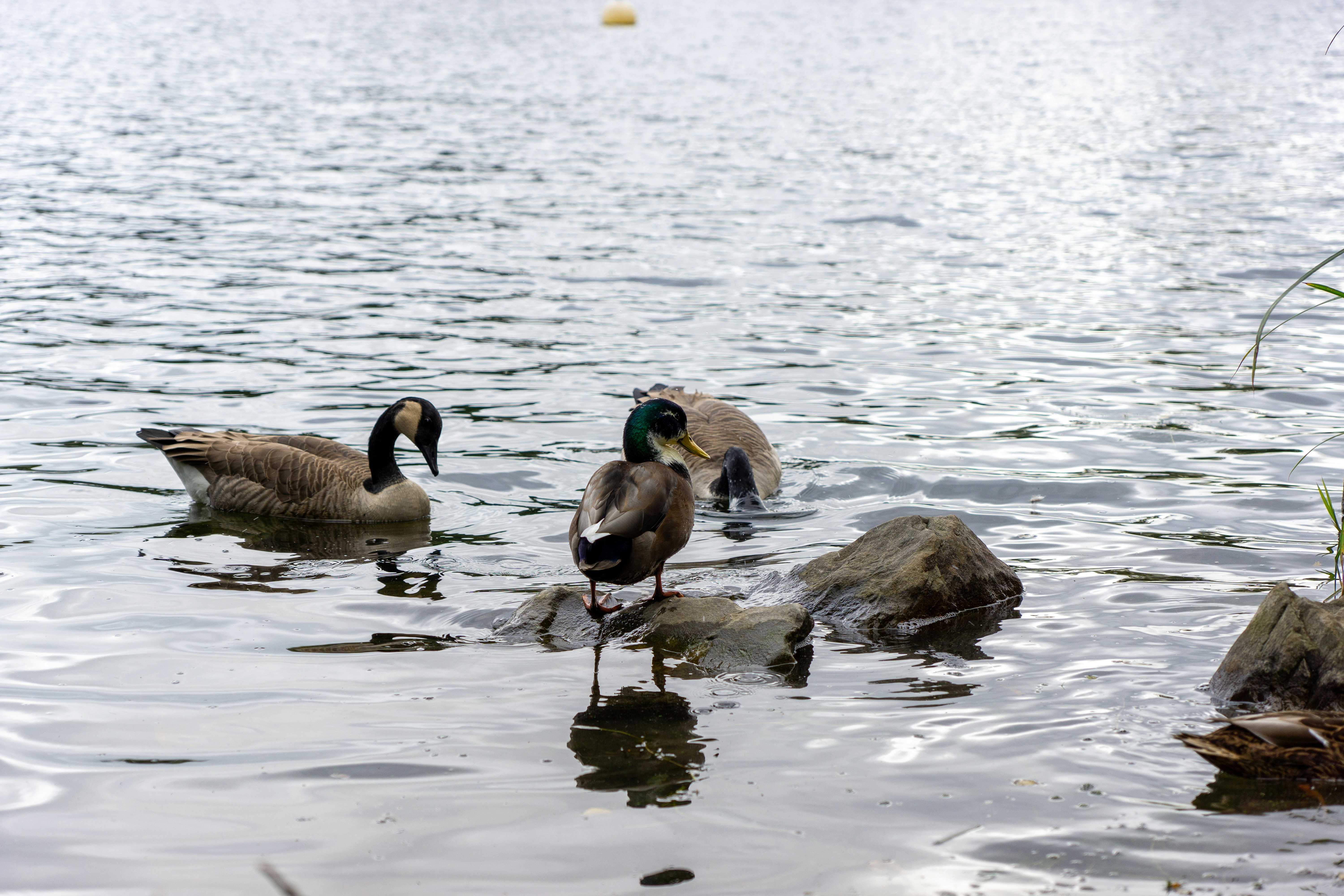 Photo by robertschwarz