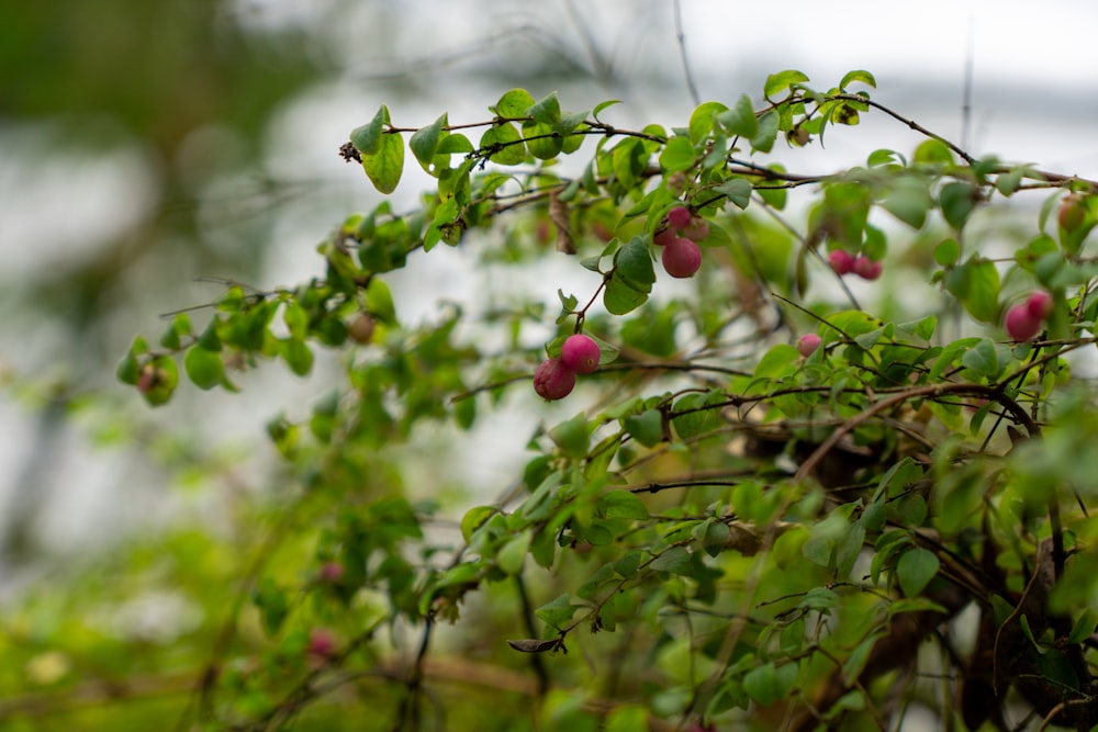 a bush with berries growing on it and green leaves