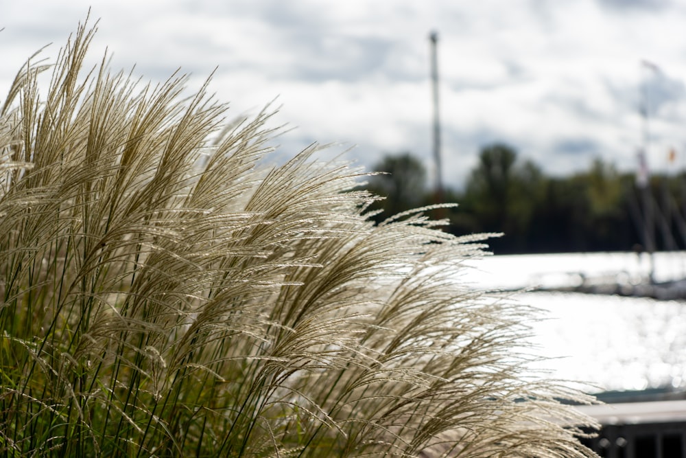 a close up of a plant near a body of water