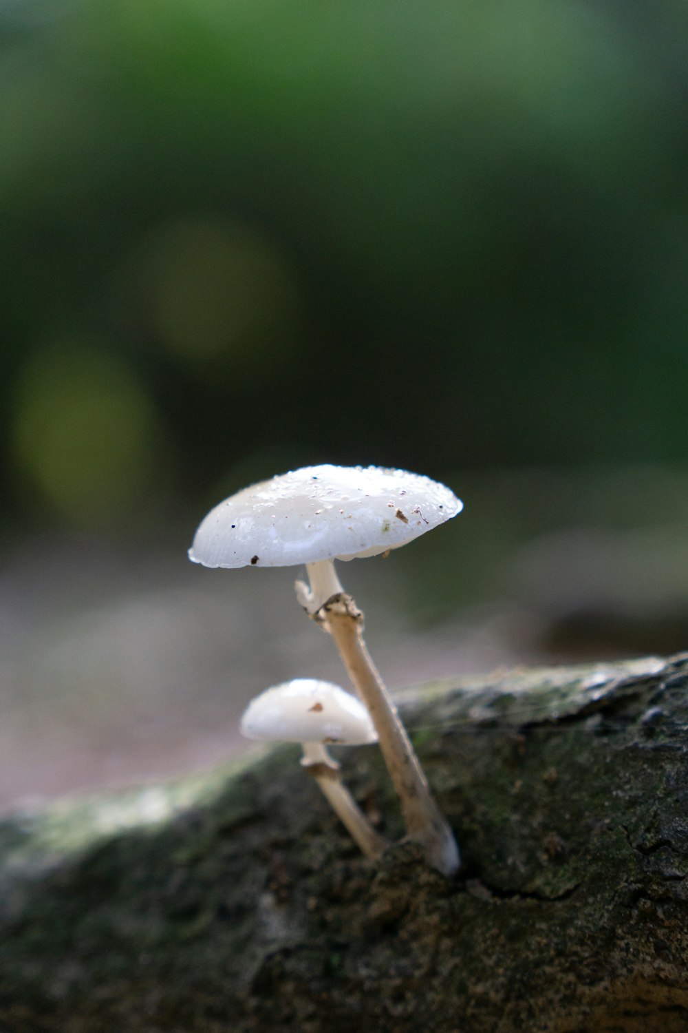 a couple of mushrooms that are on a tree