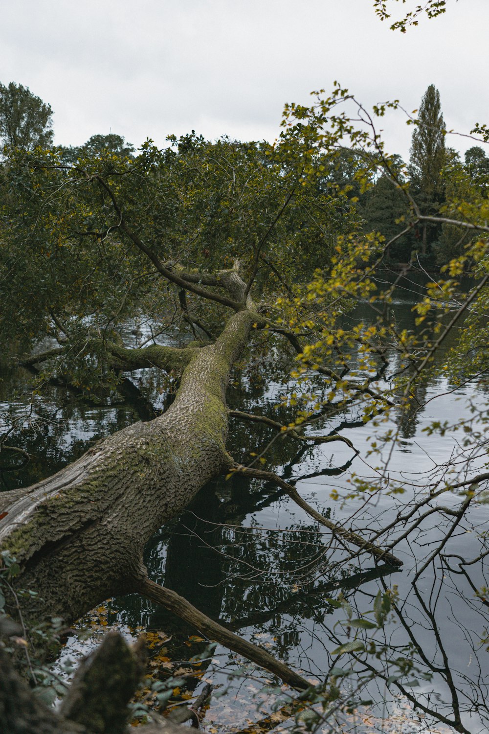 a tree that has fallen over in the water