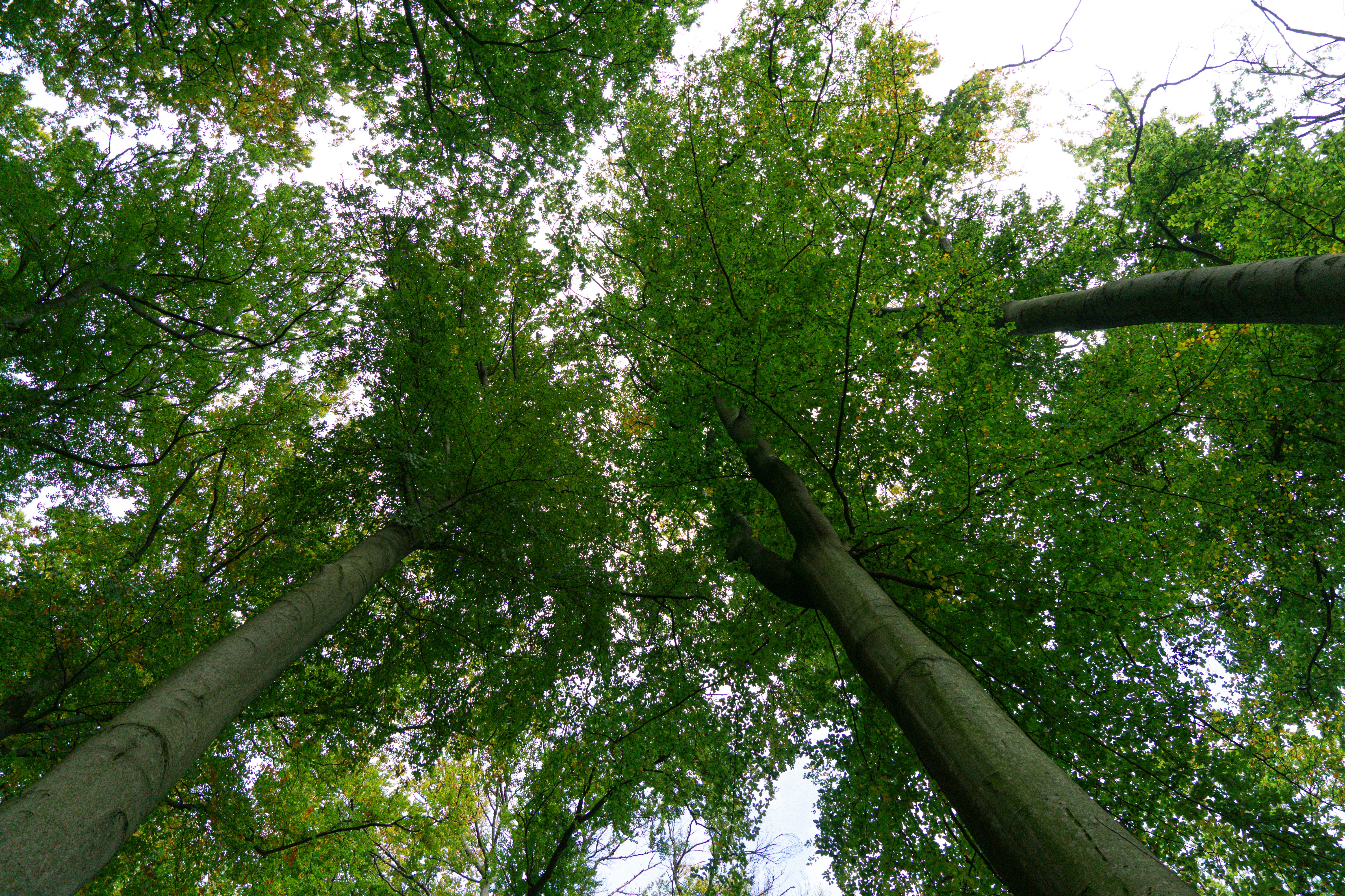 Photo by robertschwarz