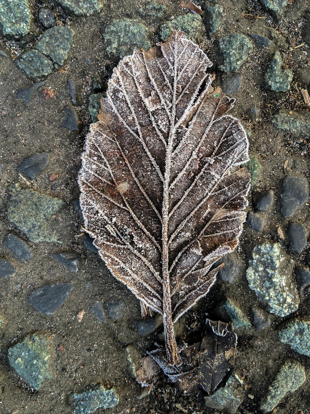 a frosted leaf laying on the ground