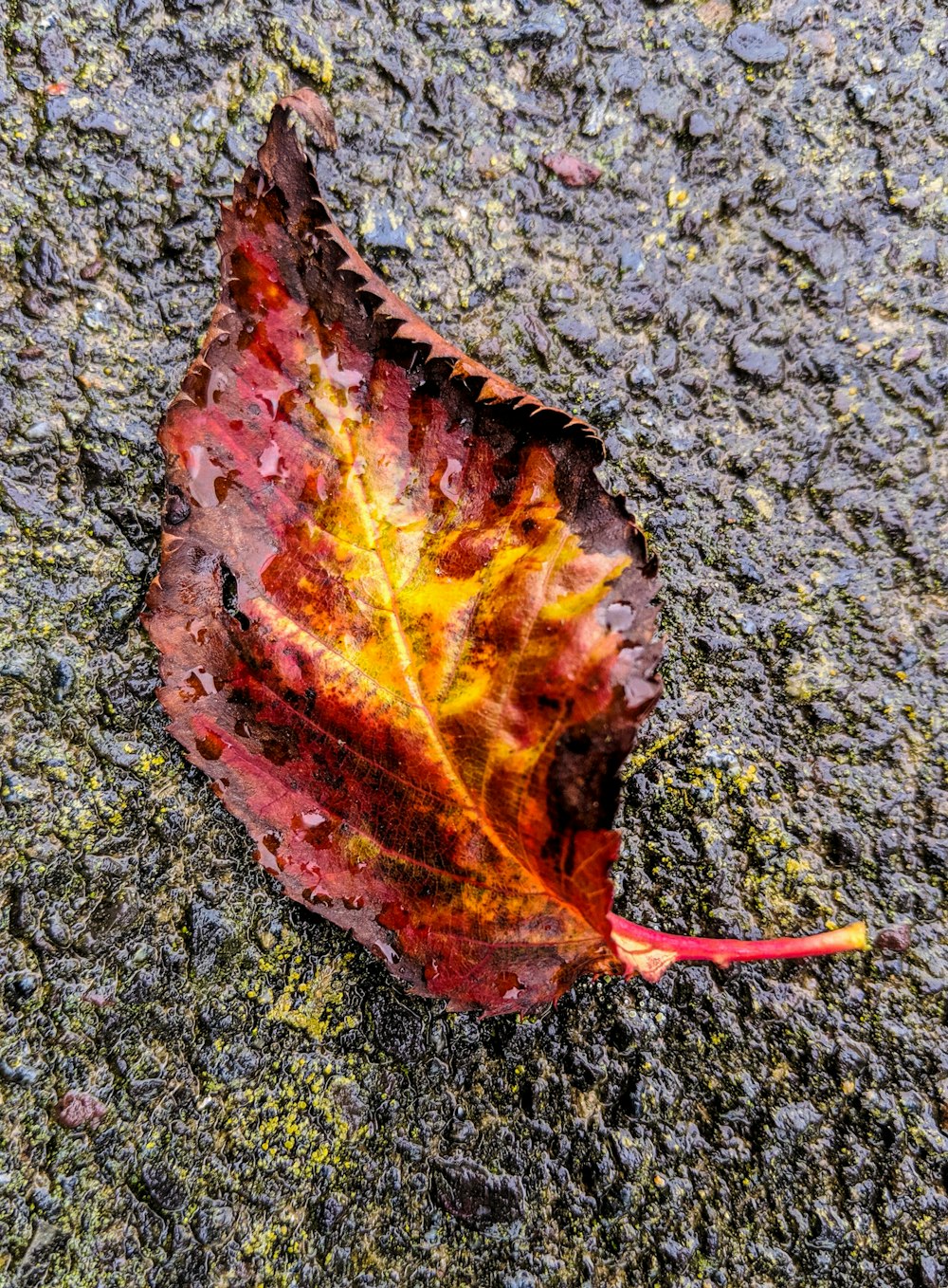 a leaf that is laying on the ground