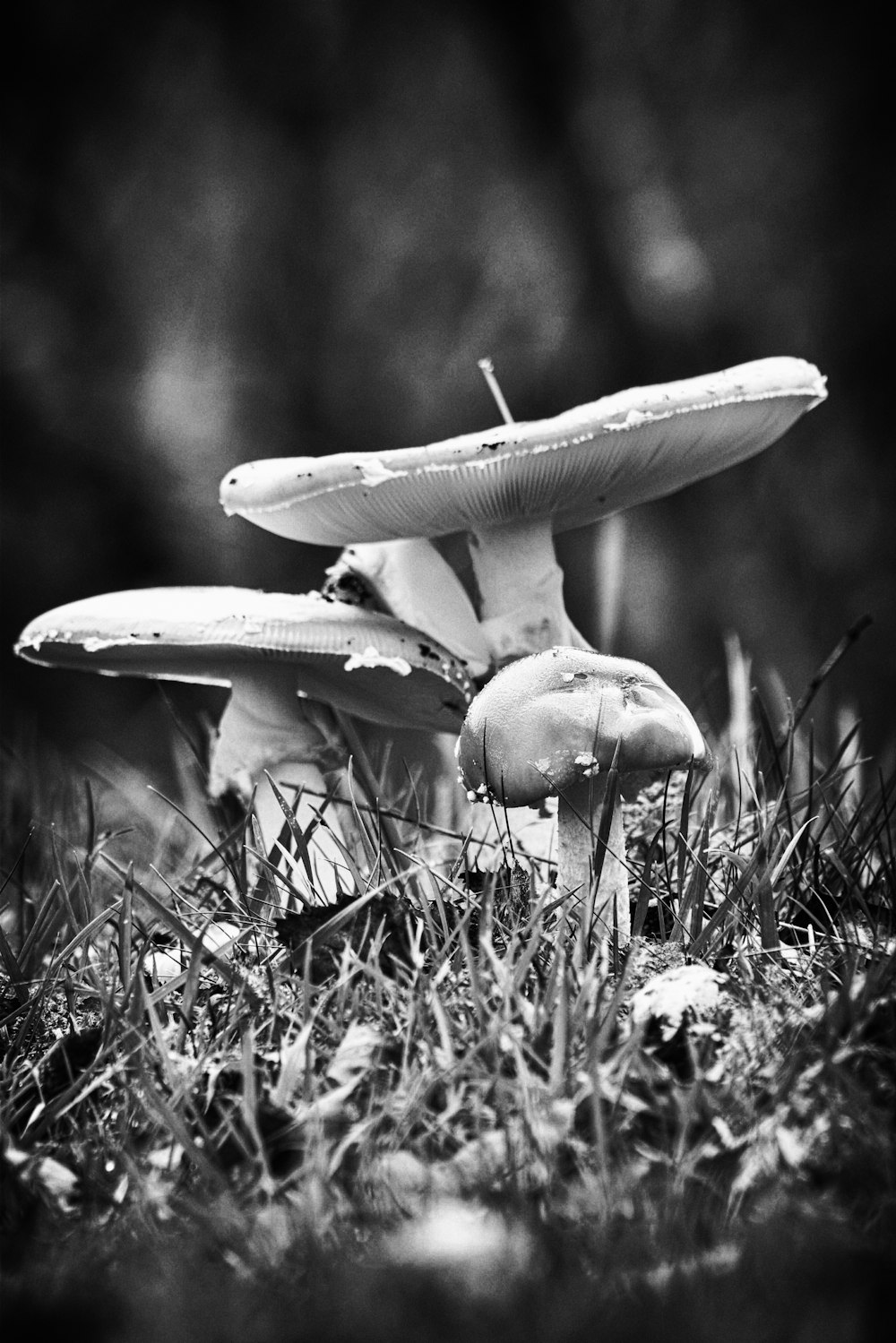 a group of mushrooms sitting on top of a lush green field