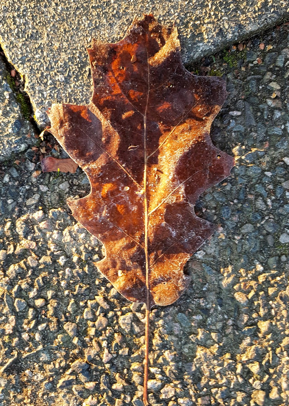 a single leaf is laying on the ground